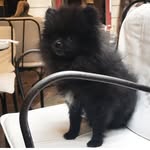 berlutithepom profile picture