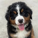 bernesemtnmoose profile picture