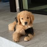 berniethegoldenr profile picture