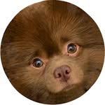 bertiebertthepom profile picture