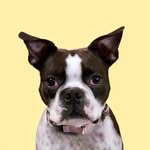 bessietheboston profile picture