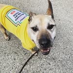 best_boy_nugget profile picture