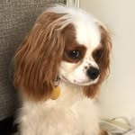 beto_king_cavalier profile picture