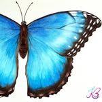 bettina_butterflies profile picture