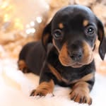 betty.theminisausage profile picture