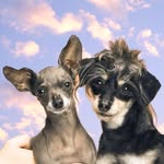 betty_and_bean profile picture
