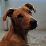 bettypisketti profile picture