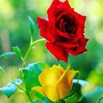 bhanusingh5771 profile picture