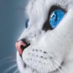 bhenadssi profile picture
