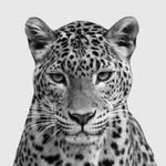 bianca.azp profile picture