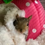 bianca_the_squirrel profile picture