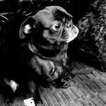 bibichibipug profile picture