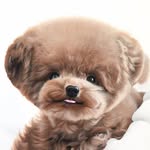 bibi_shasha profile picture