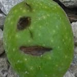 biccina10 profile picture