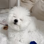 bichon_elfie profile picture