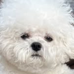bichon_hyung profile picture