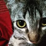 bichosmagia profile picture