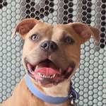 bidybidybonbon profile picture