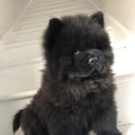 bigbearbroccoli profile picture
