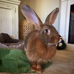 big_bunny_lemon_and_friends profile picture