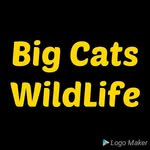 bigcatswildlife profile picture
