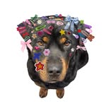 bigdogkuma profile picture