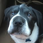 bighead_pup profile picture