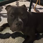 bigremythebully profile picture