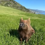 bigsur.pepperpig profile picture