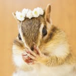 bikke_the_chip profile picture
