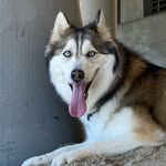 billiehowlidae profile picture