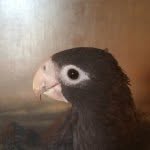 billmulleninc profile picture