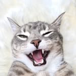 billyfoxcat profile picture