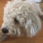 billy_the_super_cool_bichion profile picture
