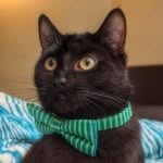 bing_clawsby profile picture