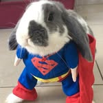 binithebunny profile picture