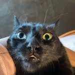 binkerandboo profile picture