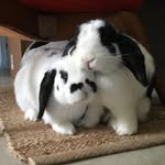 binks_and_paige profile picture