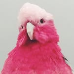 binkythegalah profile picture
