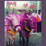 birajdar4204 profile picture