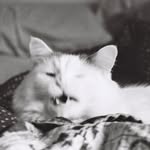 birdbathfilm profile picture