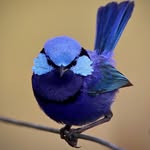 birding_by_tania profile picture