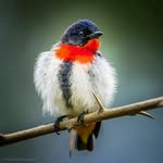birds.nature profile picture