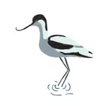 birds_and_bros profile picture