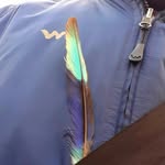 birds_because_cant_pay_models profile picture