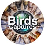 birds_captures profile picture