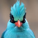 birdsexplorer profile picture