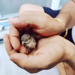 birdsnestofindia profile picture