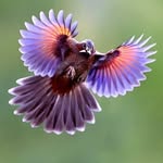 birdsonearth profile picture