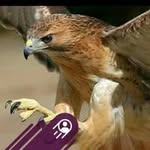 birendra16954 profile picture